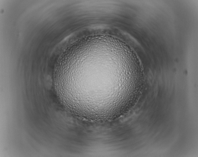 X0000076370821200610202012