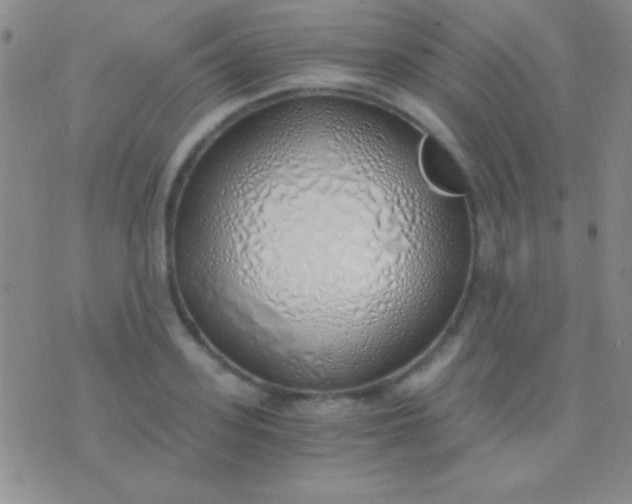 X0000076370939200610202011