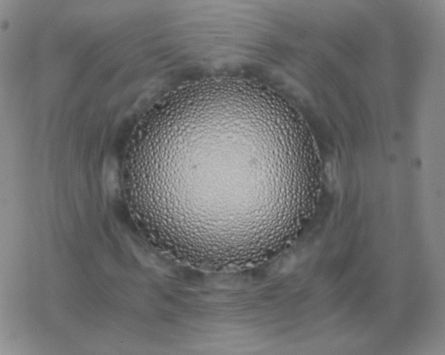 X0000076370963200610202010