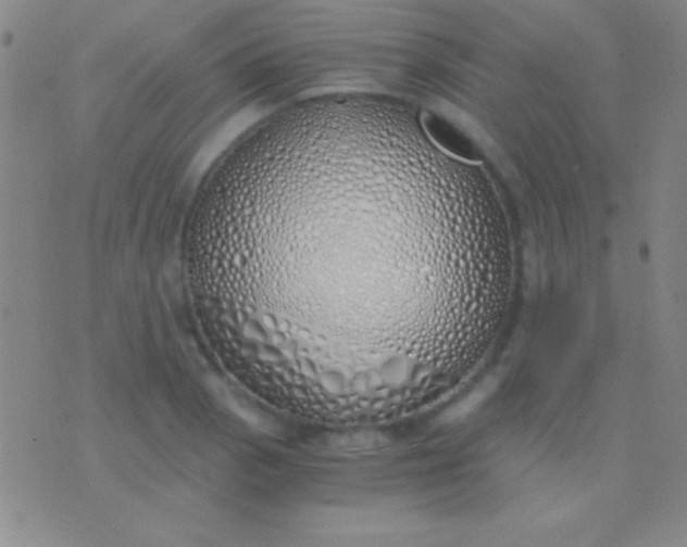 X0000076371129200610202007