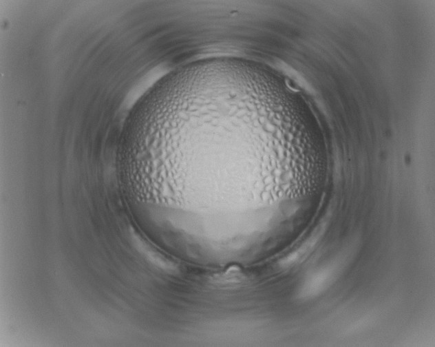 X0000076371137200610202008