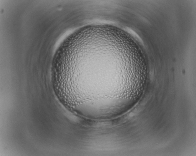 X0000076371183200610202007