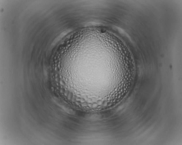 X0000076371217200610202006