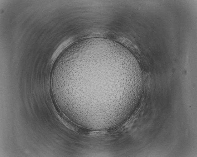 X0000076370051200610271513