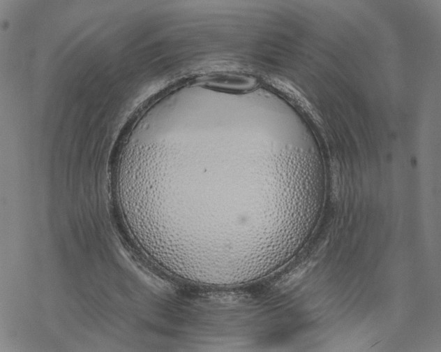 X0000076370439200610271507