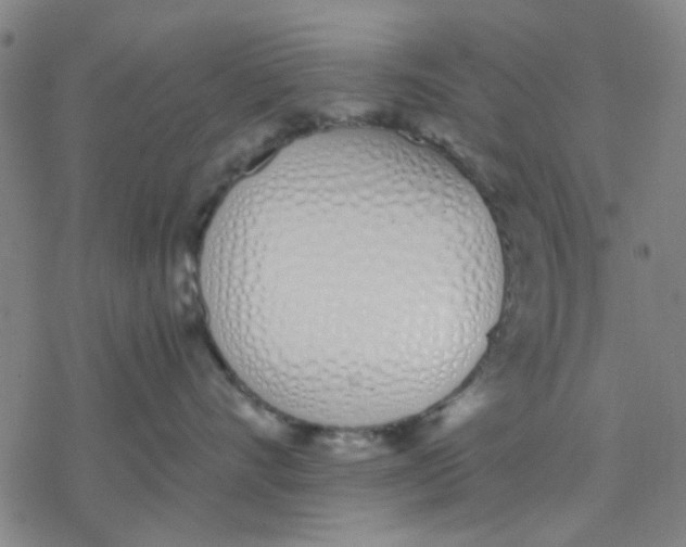 X0000076370528200610271506
