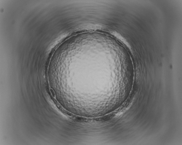 X0000076370581200610271505