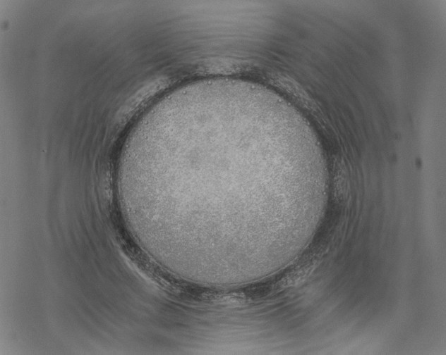 X0000076370683200610271503