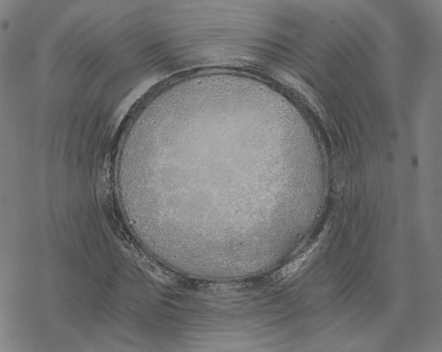 X0000076370875200610271500