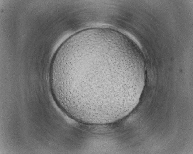 X0000076371007200610271458