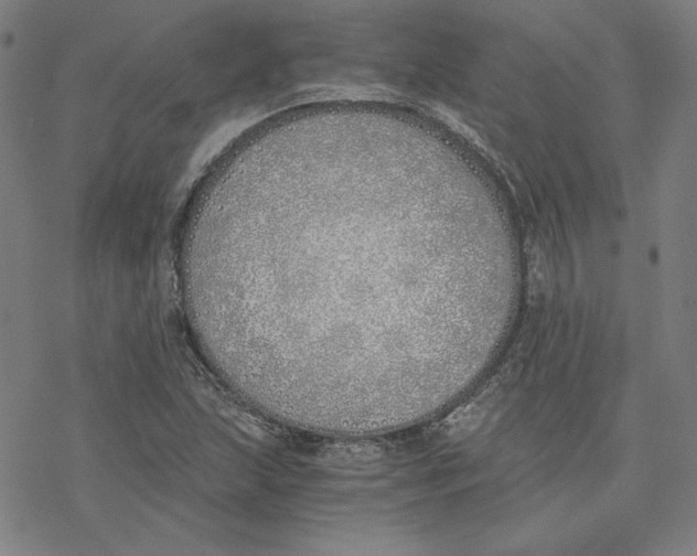 X0000076371215200610271454