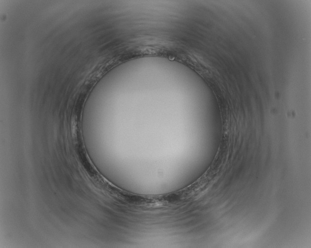 X0000076380646200610060927