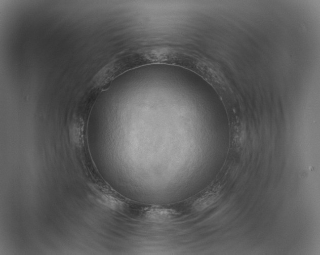 X0000076380332200610061131