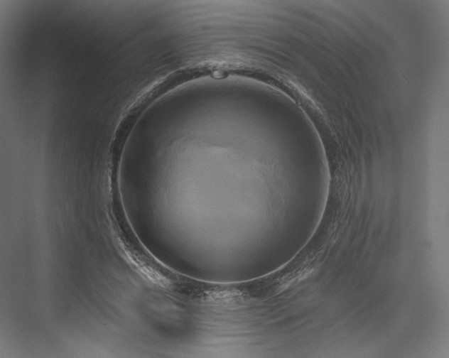 X0000076380446200610061129