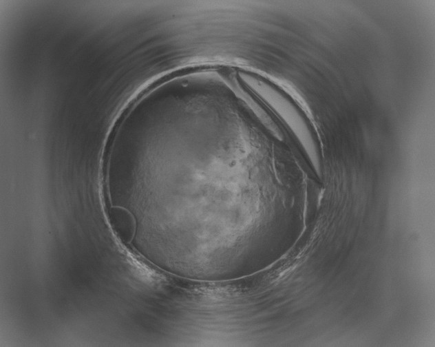 X0000076380895200610061121