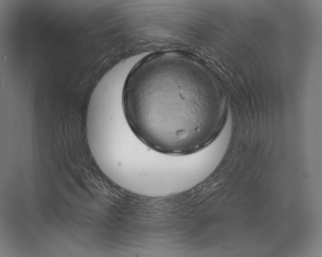 X0000076380916200610061120