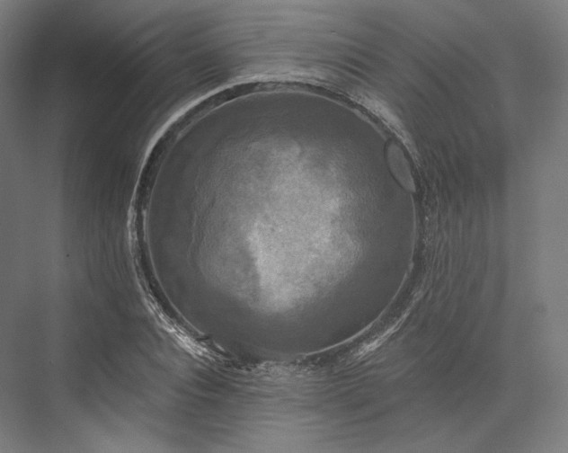 X0000076380928200610061120