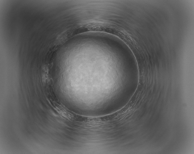 X0000076380964200610061120