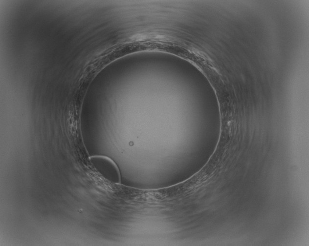 X0000076380966200610061120