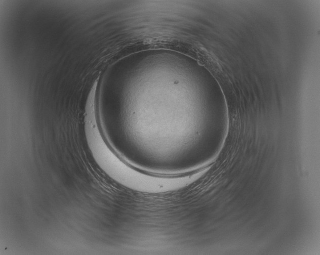 X0000076381012200610061119