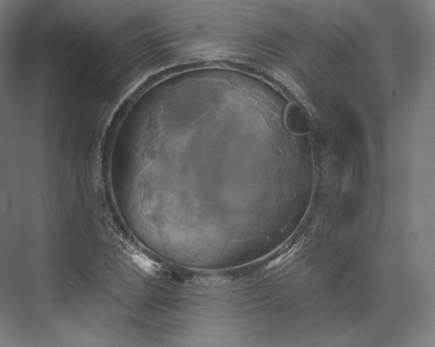 X0000076381023200610061119