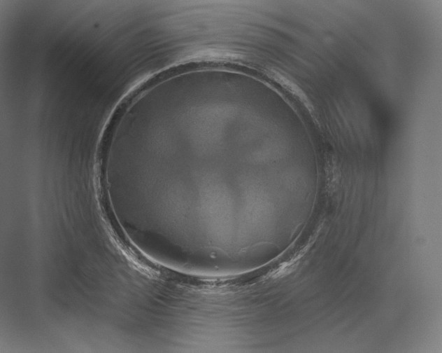 X0000076381029200610061119