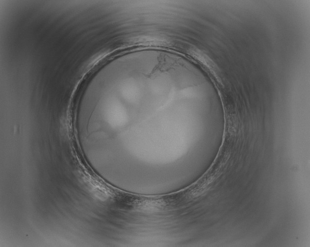 X0000076381074200610061118