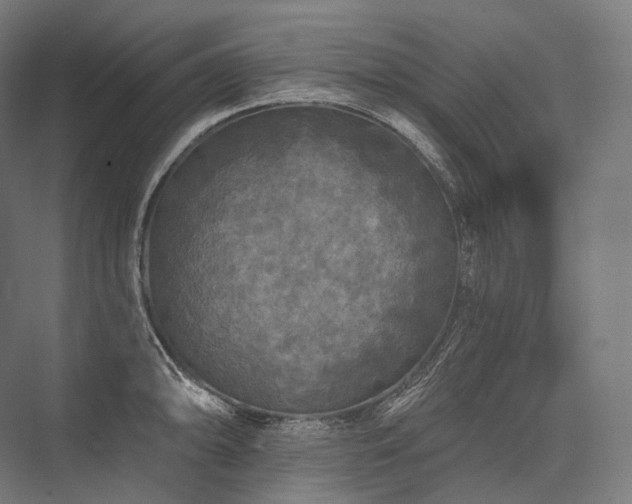 X0000076381094200610061118