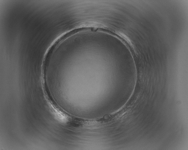 X0000076381120200610061117