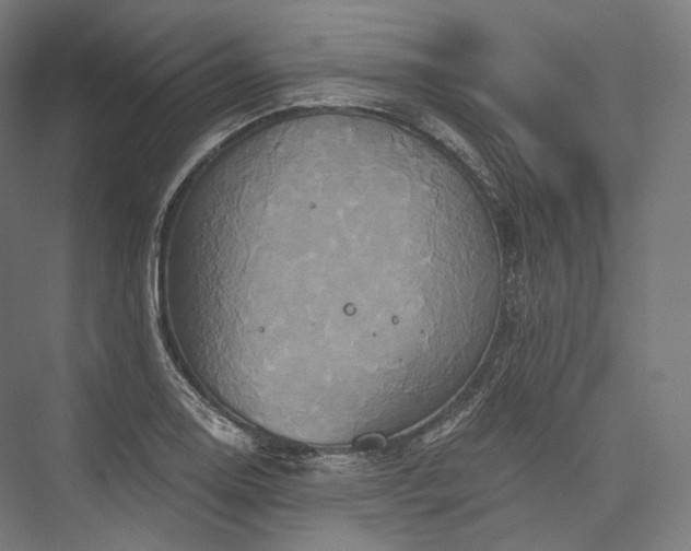 X0000076381130200610061117