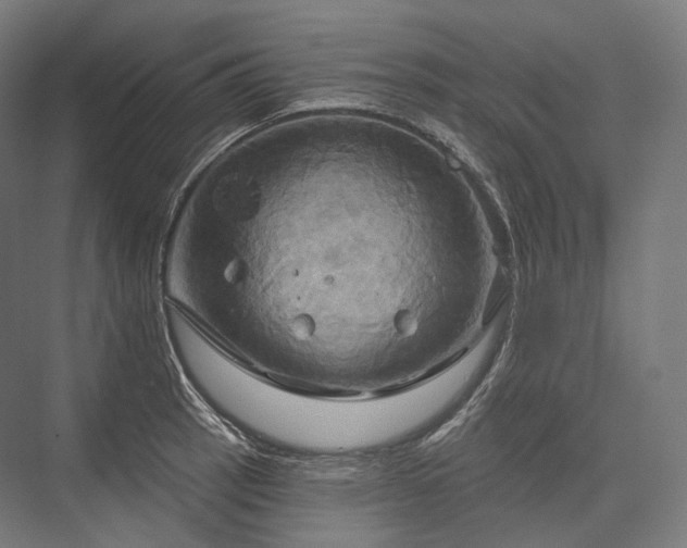 X0000076381137200610061118