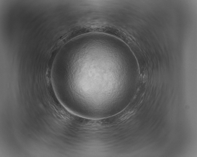 X0000076381156200610061117