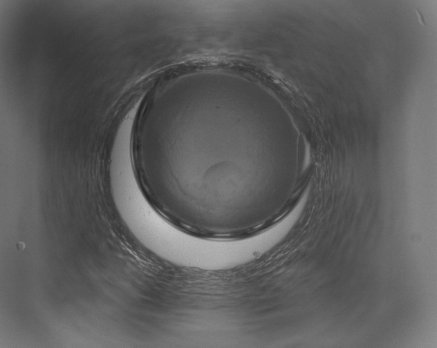 X0000076381206200610061115