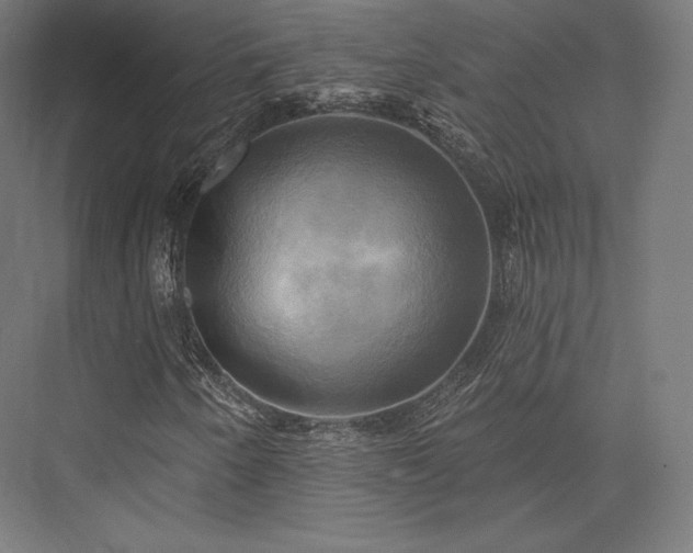 X0000076381250200610061115