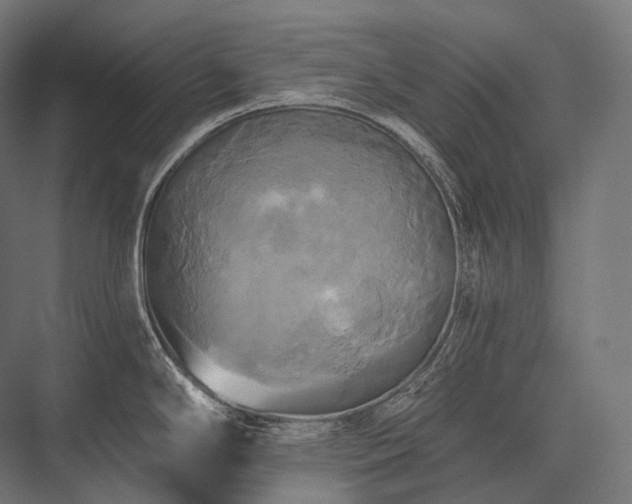 X0000076381294200610061115