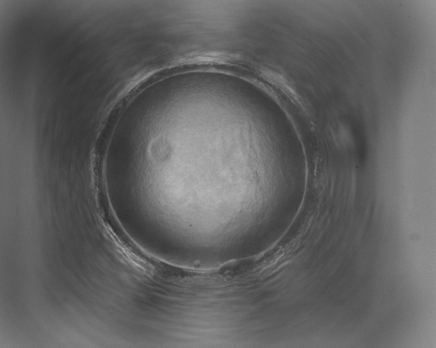 X0000076381404200610061112