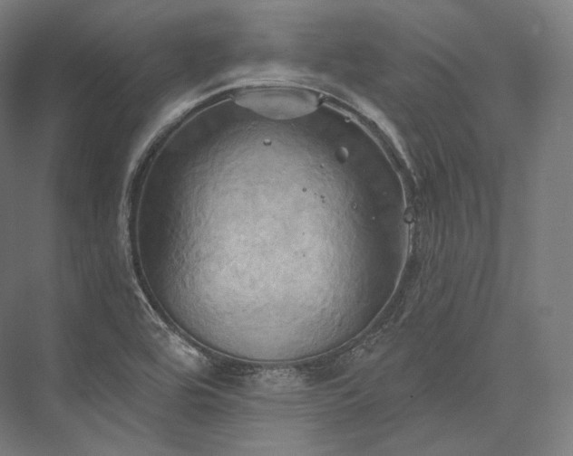 X0000076381464200610061112