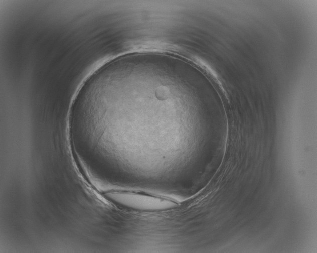 X0000076381480200610061111