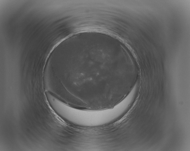 X0000076381529200610061111