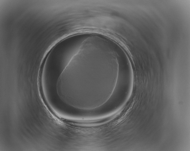 X0000076381533200610061111