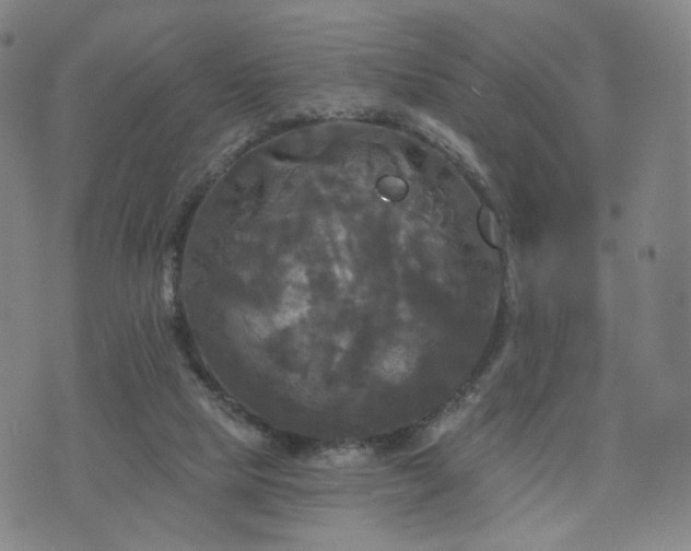 X0000076380065200610161125