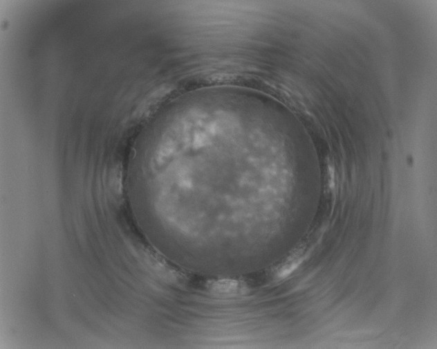 X0000076380230200610161123