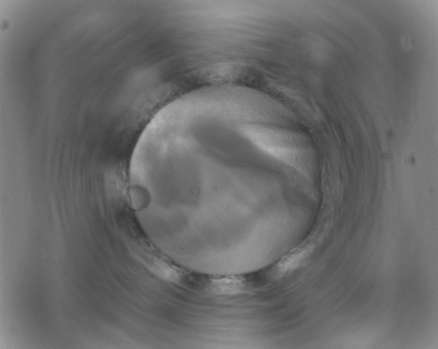 X0000076380240200610161123