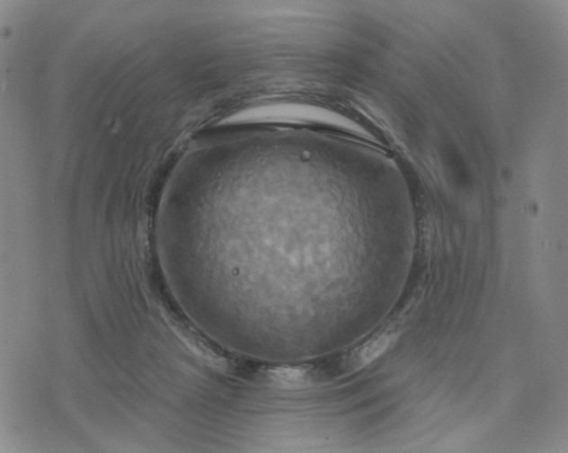 X0000076380265200610161122