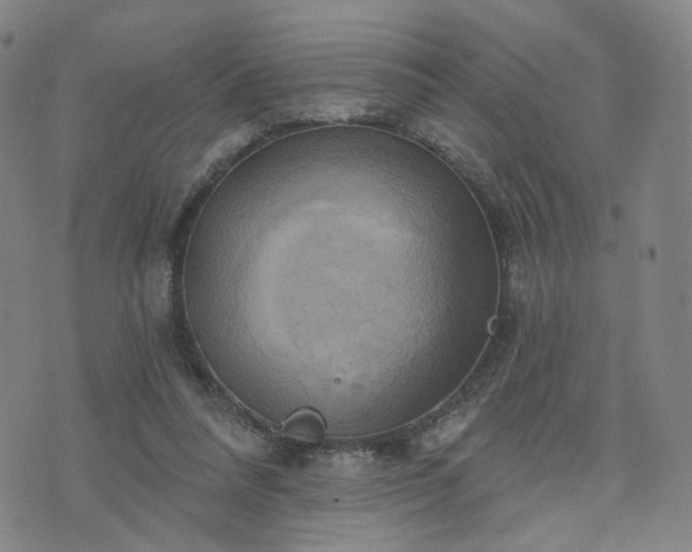 X0000076380304200610161122