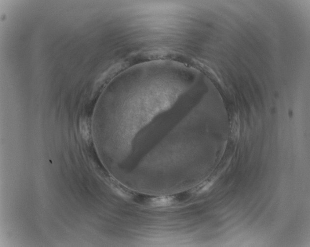 X0000076380335200610161121