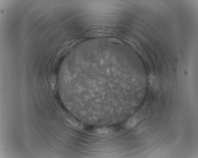 X0000076380423200610161120