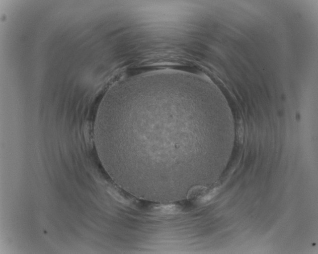 X0000076380428200610161120