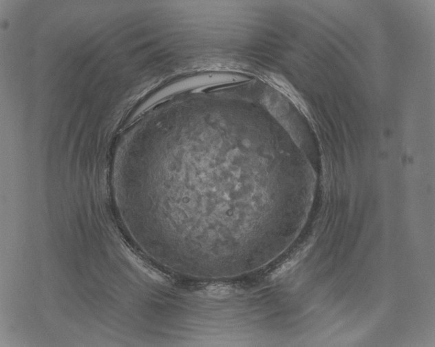 X0000076380441200610161119