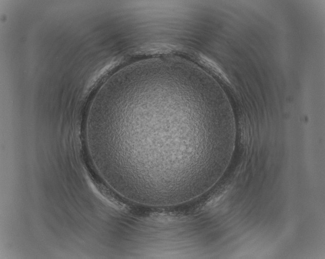 X0000076380538200610161117